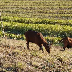 Sentier des Vignes - Vouvry