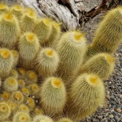 Botanical Garden of the University of Zurich - Wadenswil