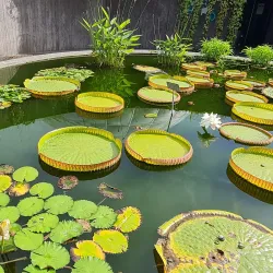 Botanical Garden of the University of Zurich - Wadenswil
