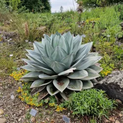 Botanical Garden of the University of Zurich - Wadenswil