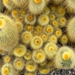 Botanical Garden of the University of Zurich - Wadenswil