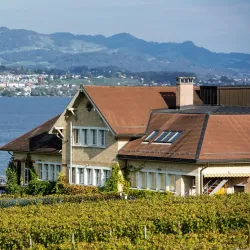 Vineyards of Wadenswil - Wadenswil