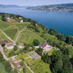 Vineyards of Wadenswil - Wadenswil