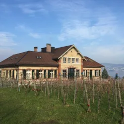 Vineyards of Wadenswil - Wadenswil
