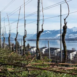 Vineyards of Wadenswil - Wadenswil