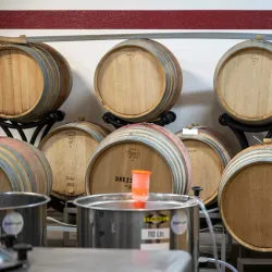 Vineyards of Wadenswil - Wadenswil