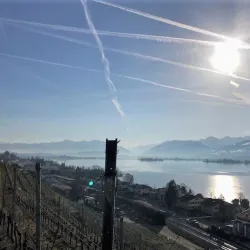 Vineyards of Wadenswil - Wadenswil