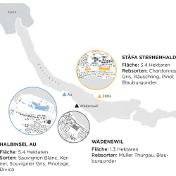 Vineyards of Wadenswil - Wadenswil