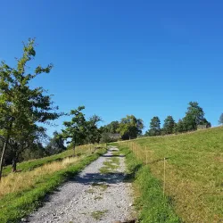 Wadenswil Castle (Schloss Wadenswil) - Wadenswil