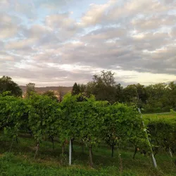 Wadenswil Vineyard Museum - Wadenswil