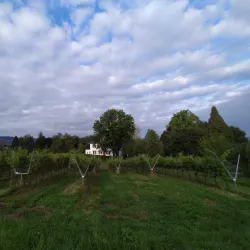 Wadenswil Vineyard Museum - Wadenswil