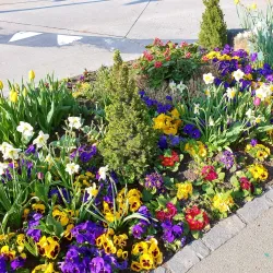Wallisellen Local Market - Wallisellen