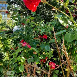 Wallisellen Park - Wallisellen