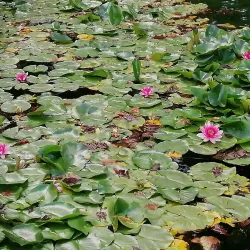 Schlosswil (Wil Castle) - Wil