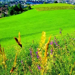 Wil Old Town (Altstadt) - Wil