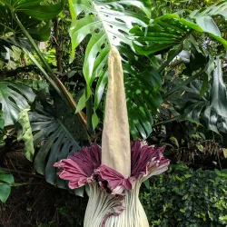 Zug Botanical Garden - Zug