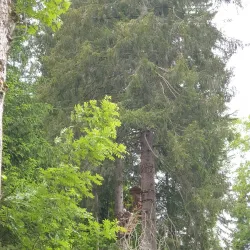 Zweisimmen Adventure Park - Zweisimmen