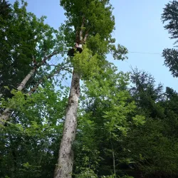 Zweisimmen Adventure Park - Zweisimmen