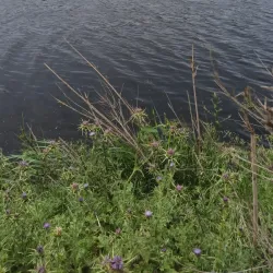 Afrin River - 'afrin