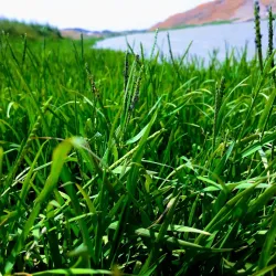 Afrin River - 'afrin