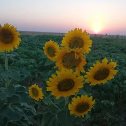 Khabur River Promenade - Al Qamishli