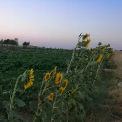 Khabur River Promenade - Al Qamishli