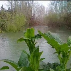 Al-Qusayr Old City - Al-Qusayr