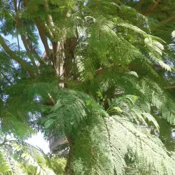 Community Parks and Gardens - Al-Qutayfah