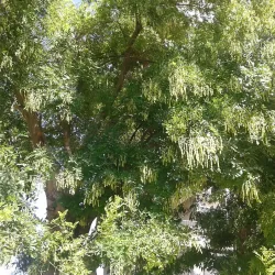 Community Parks and Gardens - Al-Qutayfah