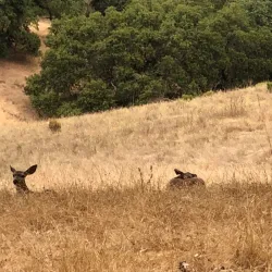 Nearby Mountain Trails - Al-Qutayfah