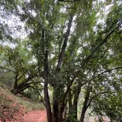 Nearby Mountain Trails - Al-Qutayfah