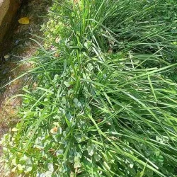 Az-zabadani Fruit Festival - Az-zabadani