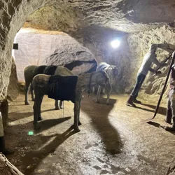 Local Fruit Orchards - Az-zabadani