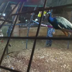 Azaz Public Park - Azaz