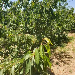 Jabal al-Druze (Jabal al-Arab) - Dar'a