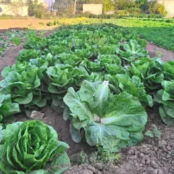 Darayya Citadel - Darayya