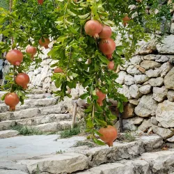 Darayya Festival - Darayya