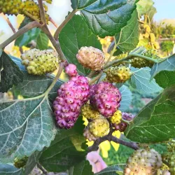 Darayya Food Tour - Darayya