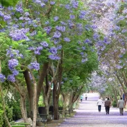 Local Parks and Green Spaces - 'irbin