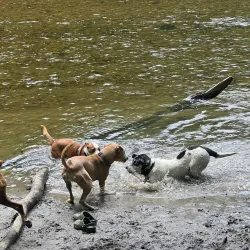 Nearby Eastern Ghouta Agricultural Fields - 'irbin