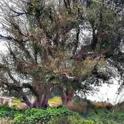 Al-Bassah Beach - Jableh (Jablah)