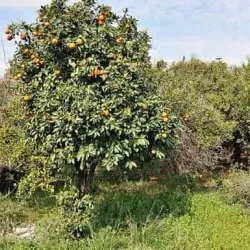 Al-Bassah Beach - Jableh (Jablah)