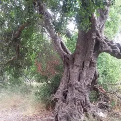 Al-Bassah Beach - Jableh (Jablah)