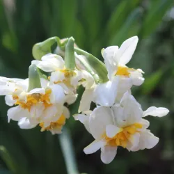 Nubl Old Town - Nubl