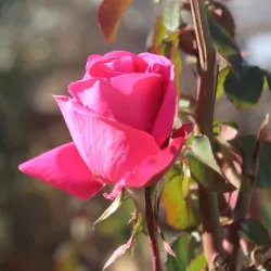 Nubl Old Town - Nubl