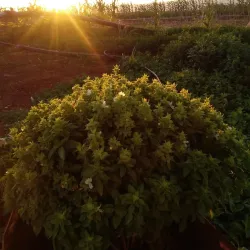 Nearby Jisr al-Shughur - Salqin