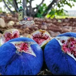 Salqin Market - Salqin