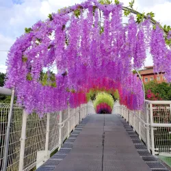 Bagua Mountain (Baguashan) - Chang-hua