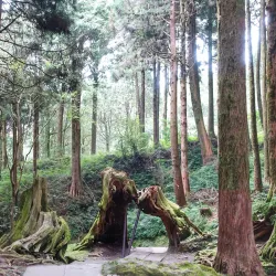 Alishan National Scenic Area - Chiayi