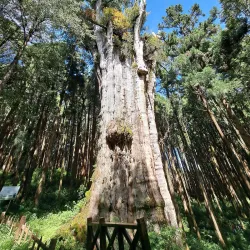 Alishan National Scenic Area - Chiayi